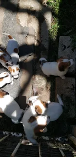 Jack Russels for sale