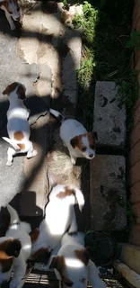 Jack Russels for sale