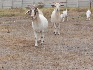 saans goats
