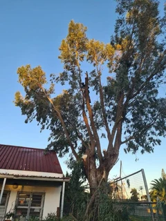 Evergreen garden services