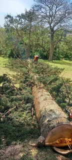 Tree felling