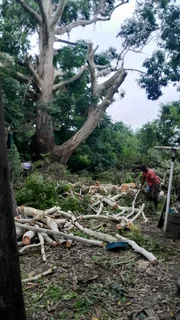 Tree felling