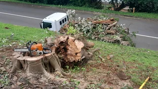 Tree felling