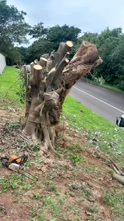 Tree felling