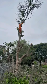 Tree felling