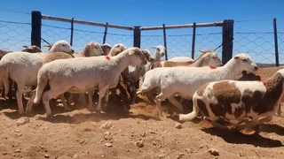 60 Meatmaster ooilammers