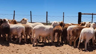 60 Meatmaster ooilammers