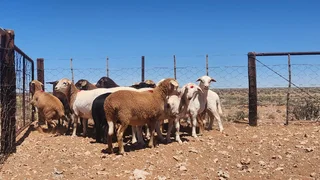 60 Meatmaster ooilammers