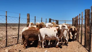 60 Meatmaster ooilammers