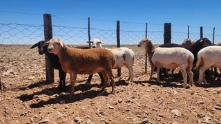 60 Meatmaster ooilammers