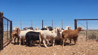 60 Meatmaster ooilammers