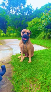 Pedigree bullmastiff puppies