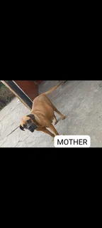 Pedigree bullmastiff puppies