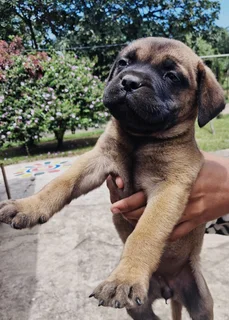 Pedigree bullmastiff puppies