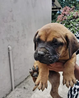 Pedigree bullmastiff puppies