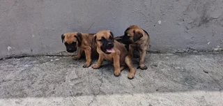 Pedigree bullmastiff puppies