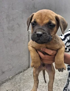 Pedigree bullmastiff puppies