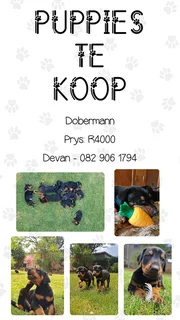 Dobermann Puppies / Doberman