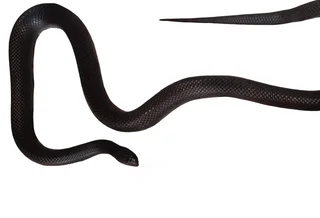 Mexican Black Kingsnakes For Sale
