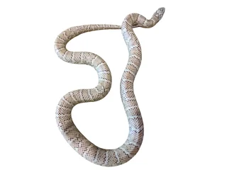 Florida Kingsnake For Sale