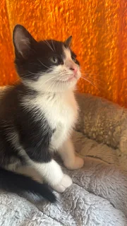 Beautiful Black and white kittens