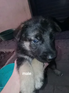 German shepherd puppies