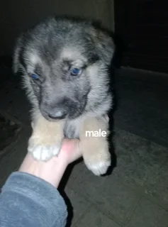 German shepherd puppies