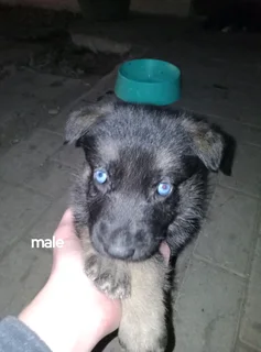 German Shephard puppies