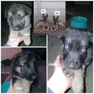 German Shephard puppies