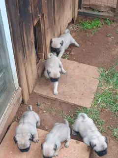 Pug Puppys