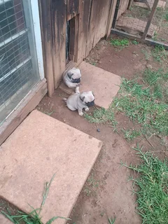 Pug Puppys