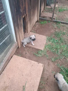 Pug Puppys