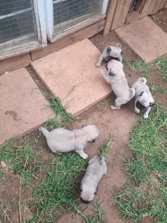 Pug Puppys