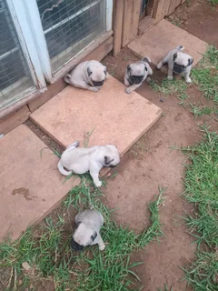 Pug Puppys