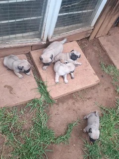 Pug Puppys