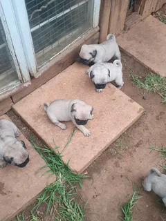 Pug Puppys