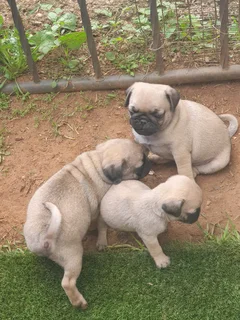 Fawn Pug Male Puppys