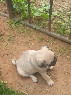 Fawn Pug Male Puppys