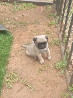 Fawn Pug Male Puppys