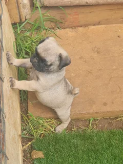 Fawn Pug Male Puppys