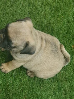 Fawn Pug Male Puppys