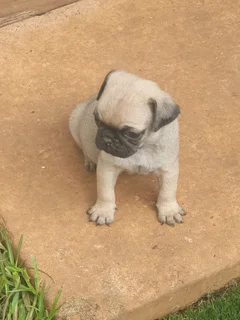 Fawn Pug Male Puppys