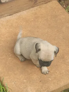 Fawn Pug Male Puppys