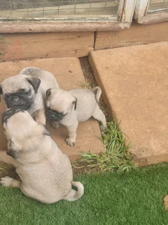 Fawn Pug Male Puppys