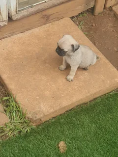 Fawn Pug Male Puppys
