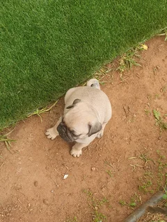 Fawn Pug Male Puppys