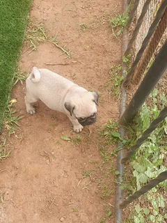 Fawn Pug Male Puppys