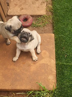 Fawn Pug Male Puppys