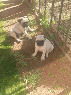 Male Pug Puppys