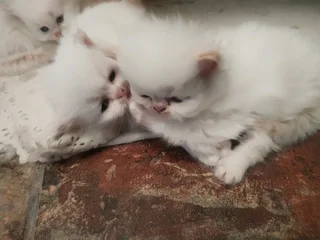 Purebred Persian Kittens for sale Doll Face